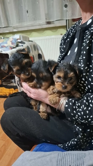 Vand pui căței York Terierr talie medie - imagine 2