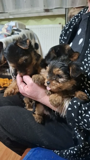 Vand pui căței York Terierr talie medie - imagine 5