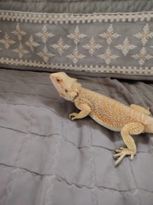 Disponibil mascul de agamă cu barbă  - imagine 3