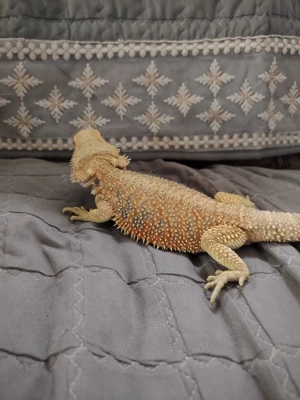 Disponibil mascul de agamă cu barbă  - imagine 4