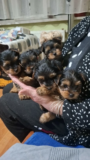 Vand pui căței York Terierr talie medie - imagine 3