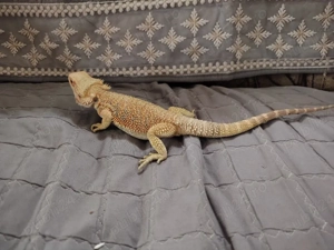 Disponibil mascul de agamă cu barbă 