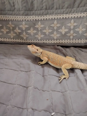 Disponibil mascul de agamă cu barbă  - imagine 2