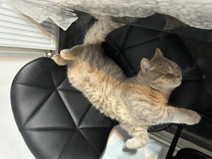 Motan deosebit British Shorthair Capuccino Tigrat. - imagine 2