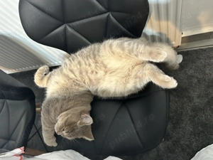 Motan deosebit British Shorthair Capuccino Tigrat. - imagine 3