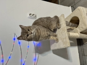 Motan deosebit British Shorthair Capuccino Tigrat. - imagine 4