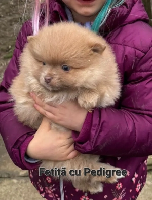 Pomeranian cu pedigree Băiat - imagine 2