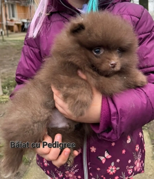 Pomeranian cu pedigree Băiat - imagine 3