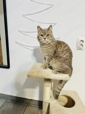 Motan deosebit British Shorthair Capuccino Tigrat. - imagine 5