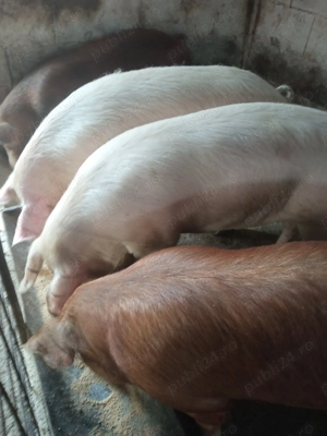 Porci de carne  110 - 140 kg - imagine 5