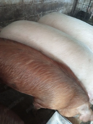 Porci de carne  110 - 140 kg - imagine 2