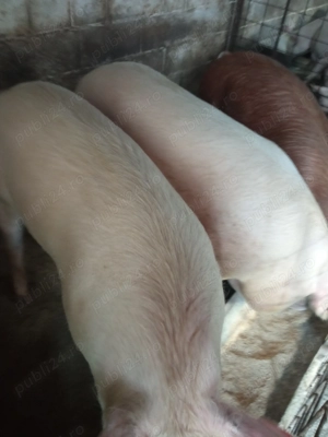Porci de carne  110 - 140 kg - imagine 4
