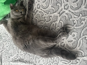 Vind de urgență motan de rasă  - imagine 2