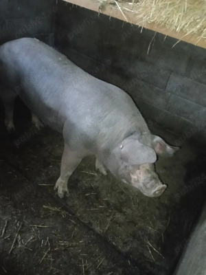 purcea.  rasă   Pietrean 