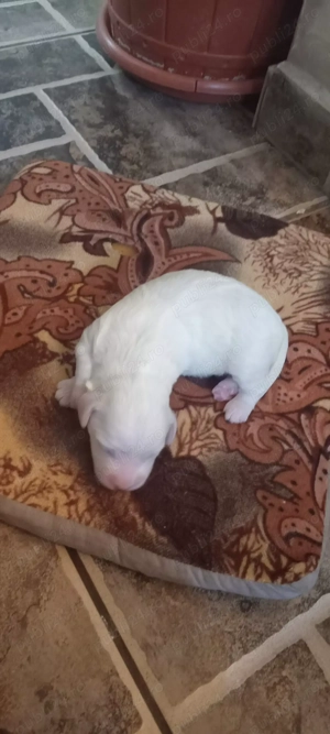 Vând pui bichon  - imagine 7