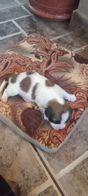 Vând pui bichon  - imagine 2