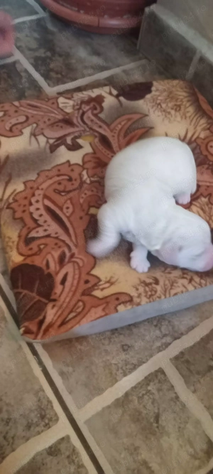 Vând pui bichon  - imagine 4