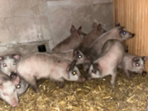 vand purcei de 10 saptamani 22 buc 18 mascur castrați si 5 fete 