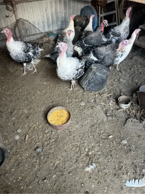 Curci si curcani  - imagine 2