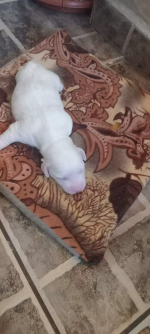 Vând pui bichon  - imagine 8