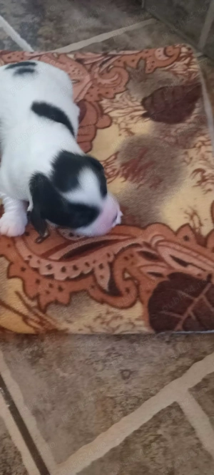 Vând pui bichon  - imagine 3