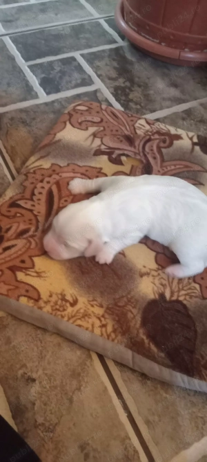 Vând pui bichon  - imagine 5