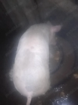 vand porc  marele alb  la 60kg  1000 lei - imagine 2