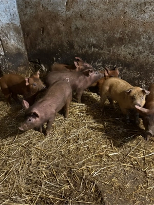 purcei 8 saptamani  - imagine 2