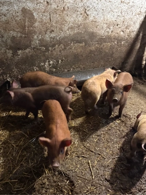 purcei 8 saptamani  - imagine 3