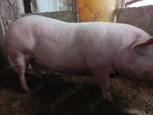 Vând scrofiță gestantă 