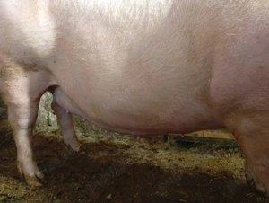 Vând scrofiță gestantă  - imagine 2