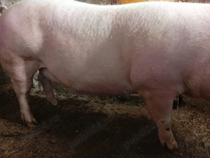 Vând scrofiță gestantă  - imagine 3