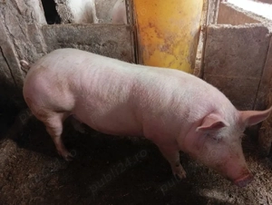 Vând scrofiță gestantă  - imagine 4