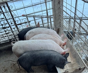 Grăsuni de vânzare