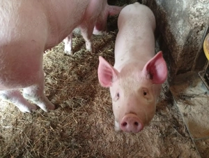 Vând porci - imagine 3