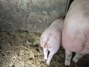 Vând porci - imagine 4