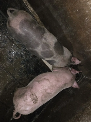 vând șoldani  - imagine 2