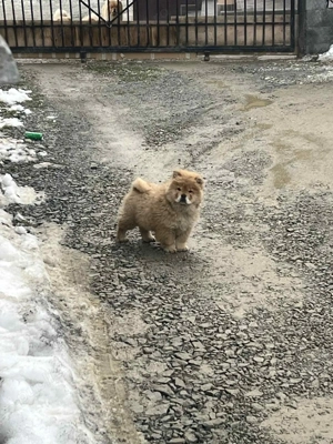 Chow Chow femelă - imagine 2