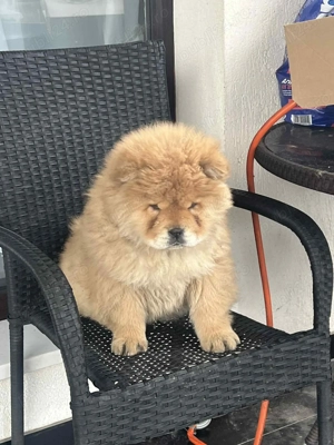 Chow Chow femelă