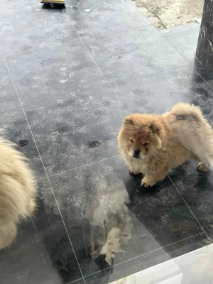 Chow Chow femelă - imagine 3