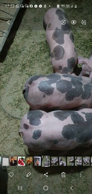 purcei petrean 6 saptamani - imagine 3