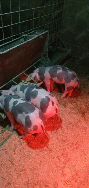 purcei petrean 6 saptamani - imagine 4