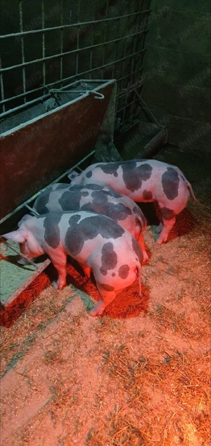 purcei petrean 6 saptamani - imagine 5