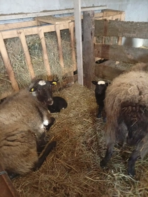 Oi romanov de vanzare - imagine 3