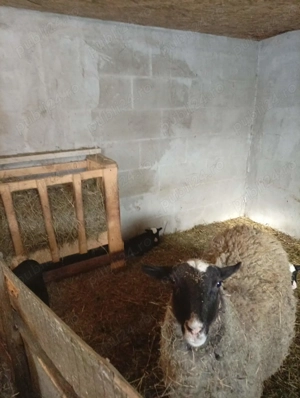 Oi romanov de vanzare - imagine 4