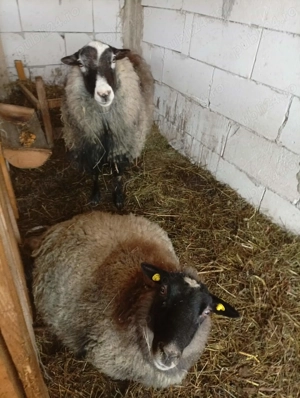 Oi romanov de vanzare - imagine 2