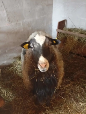 Oi romanov de vanzare - imagine 5