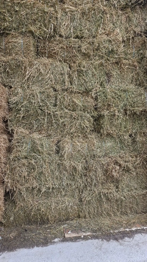 Baloti Lucernă  - imagine 3