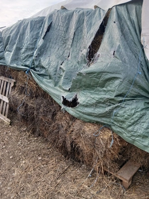 Vând baloți lucernă cu iarba