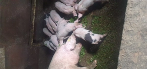 Purcei rasa Marele Alb